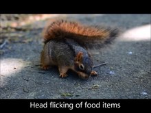 Файл: Fox-Squirrels-Match-Food-Assessment-and-Cache-Effort-to-Value-and-Scarcity-pone.0092892.s003.ogv
