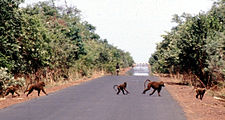 Bavianen steken een weg over in Gambia