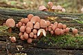 Gelbstieliger Nitrat-Helmling Mycena renati