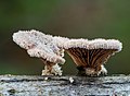 Platz 8: Ermell - Gemeiner Spaltblättling (Schizophyllum commune) im Bruderwald in Bamberg. Focus Stapel aus 18 Aufnahmen.