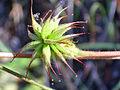 Geum sylvaticum Frutos 2011-6-23 SierraMadrona.jpg