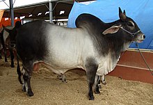 Photo couleur d'un bovin musclé et trapu à bosse zébuine et longues oreilles pendantes. La robe est gris perle sur le corps avec la tête, le garrot, les cuisses et les pattes enfumées. Les cornes courtes sont relevées et le pourtour des yeux et les oreilles sont plus clairs.