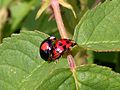 Harlekinkatica (Harmonia axyridis)