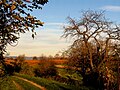 Herbst am Rebhang.JPG