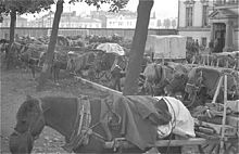 Finnish horses and carriages requisitioned in the mobilization before the Winter War Hevosia lahdossa talvisotaan.jpg