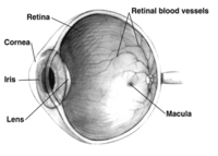 Different parts of human eye.