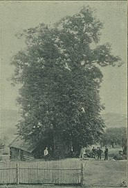 Hus-Linde in Chlístov (Foto von Jan Vilím, 1908)