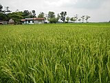 Un campo de arroz en Bulacan, Luzón central.