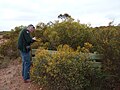 WA Dept of Environment & Conservation CALM Officer in field uniform at East Naernup Nature Reserve, December 2011.