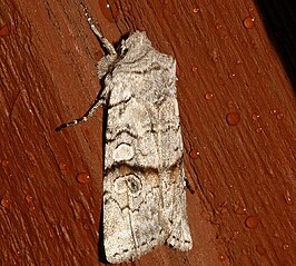 Litholomia napaea