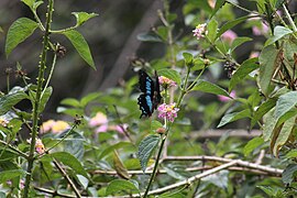 Nationaal park Andasibe Mantadia, Mantadia