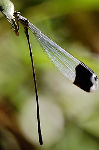 Milžiniškosios strėliukės (Megaloprepus coerulatus) patelė (Kosta Rika)