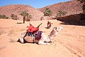 Kamelar med sal i provinsen Ghardaïa i Algerie.