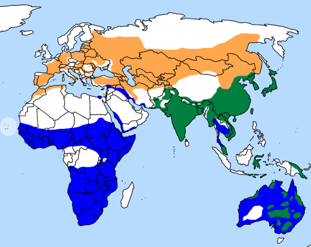 Black and Yellow-billed Kite ranges. Orange: summer only Green: all year Blue: winter only