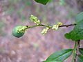 Myoschilos oblongum -lajin hedelmä ja kukkia.