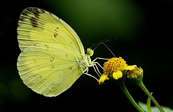 ഉദരവശം