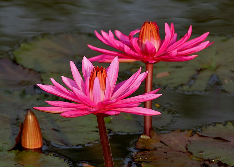 File:Nymphaea pubescens (Indian red water lily), Hyderabad, India - 20090613-02.jpg