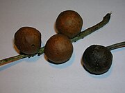 Oak marble galls, one with a gall fly exit hole and another with Phoma gallorum fungal attack