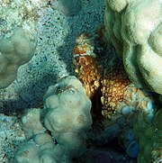 Octopuses like this Octopus cyanea can change colour (and shape) for camouflage Octopus cyaneain Kona.jpg