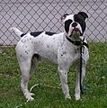 Olde English Bulldogge