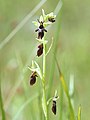 Ophrys insectifera Inflorescence