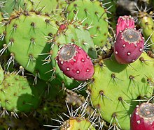 Opuntia littoralis var vaseyi 5.jpg