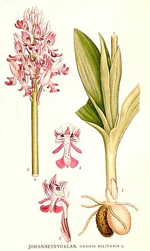 Illustration of Orchis militaris