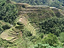 Banaue rice terraces in the Philippines where traditional landraces have been grown for thousands of years Panorama der Reisterrassen von Banaue, Philippinen.jpg