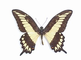 Papilio ornythion