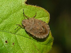 Sciocoris homalonotus