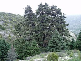 Andalúziai jegenyefenyő (Andalúzia, Sierra de las Nieves)