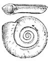 Planorbis planorbis drawing.jpg