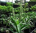 Plantago princeps