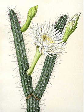 Praecereus saxicola