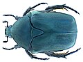 Protaetia opaca