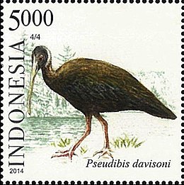 Baltapetis ibis (Pseudibis davisoni )