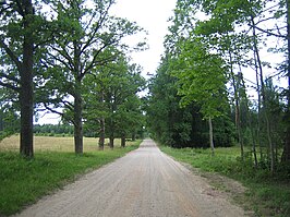 Eikenlaan in het dorp Rõka