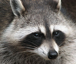 Raccoon (Procyon lotor) 2