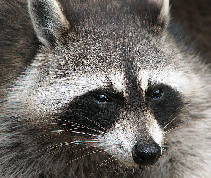 File:Raccoon (Procyon lotor) 2.jpg