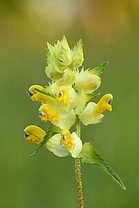 L'inflorescence bractéifère d'un rhinanthe à feuilles étroites. (définition réelle 5 504 × 8 256)