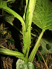 茎に幅広い翼があり、翼には粗い鋸歯がある。