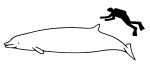 Shepherd's[lidhje e vdekur] beaked whale size