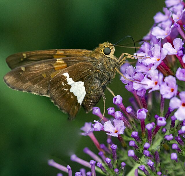 Silver-spotted skipper - Hodges#3870 (Epargyreus clarus) Feeding on Butterfly Bush