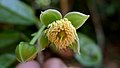 Květ Sloanea garckeana