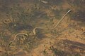 Arid Land Ribbonsnake swimming in canyon riverbed