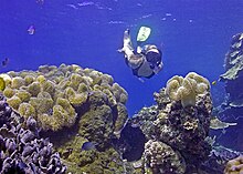 Snorkeling on the Great Barrier Reef.jpg