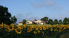 St-Girons en Béarn, culture du tournesol.