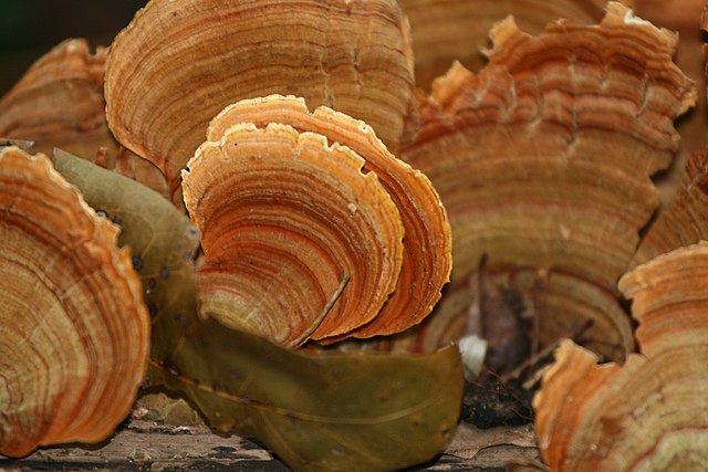 Description de l'image Stereum ostrea (False Turkey-tail Fungus).jpg.