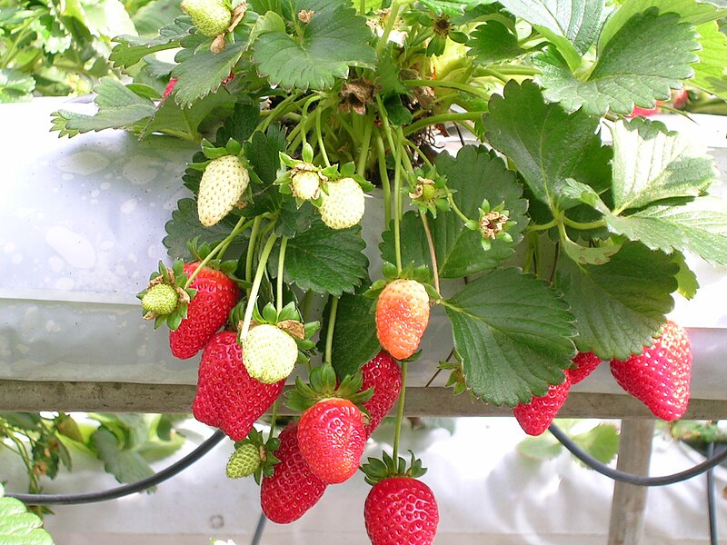 File:Strawberries.JPG