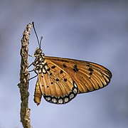 Acraea terpsicore dans le parc national de Komodo en Indonésie.